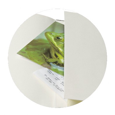 Classico - Detail Frosch-Sammeltasche Classico - Detail Frosch-Sammeltasche